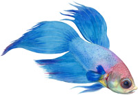 Siamese fighting fish (betta spendens)