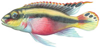 Pelvicachromis Pulcher