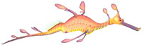 Weedy Sea Dragon (phyllopteryx taeniolatus)